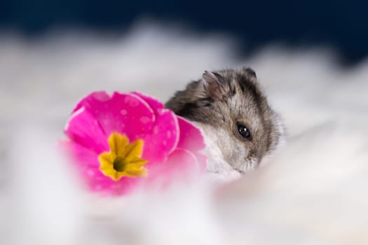 Funny hamster among the flowers in fluffy white fur