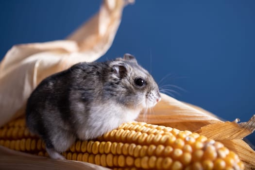 Studio photo of funny little hamster with corn
