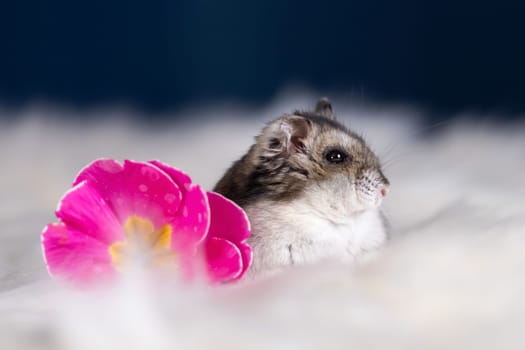 Funny hamster among the flowers in fluffy white fur