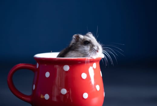 Funny little hamster in a red coffee cup. Good morning and coffee concept.