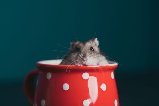 Funny little hamster in a red coffee cup. Good morning and coffee concept.