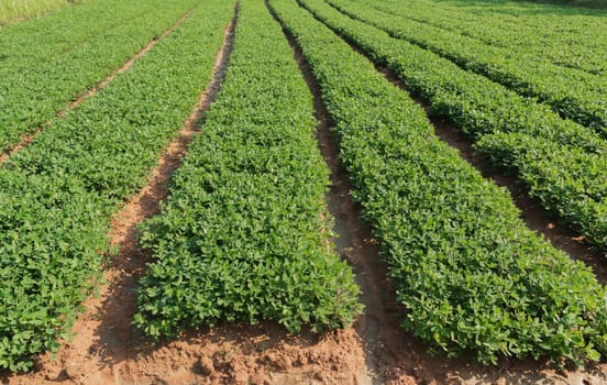 Organic peanuts farm with solar cell. Agricultural field on which grow up peanuts.