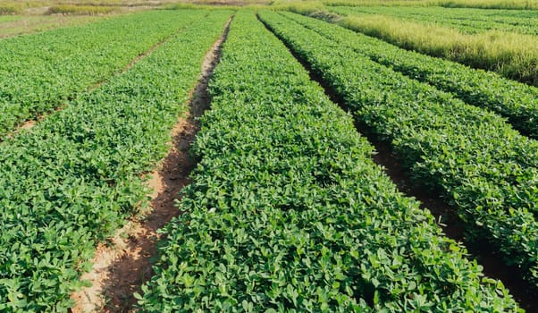 Organic peanuts farm with solar cell. Agricultural field on which grow up peanuts.