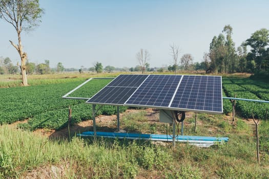 Organic peanuts farm with solar cell. Agricultural field on which grow up peanuts.