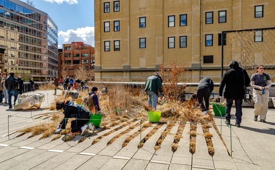 Gardener removing weeds at the High Line Rooftop Park, New York City during sunny winter day, horizontal