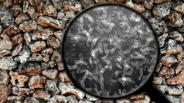 Searching for bacteria on surface