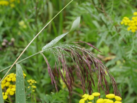 morning dew on ears and green leaves
