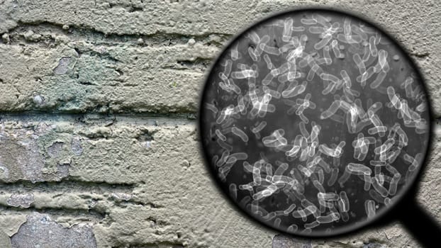 Searching for bacteria on surface