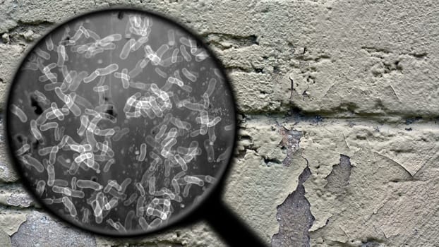 Searching for bacteria on surface
