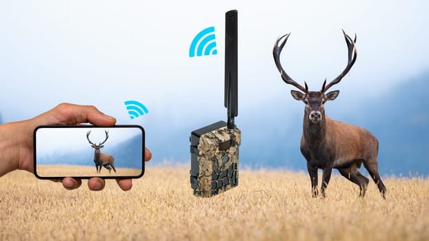 Concept of a trail camera sending picture of deer with antlers to mobile phone through cellular network. Animal wildlife surveillance using automatic trailcam with motion sensor. 4G data transfer.