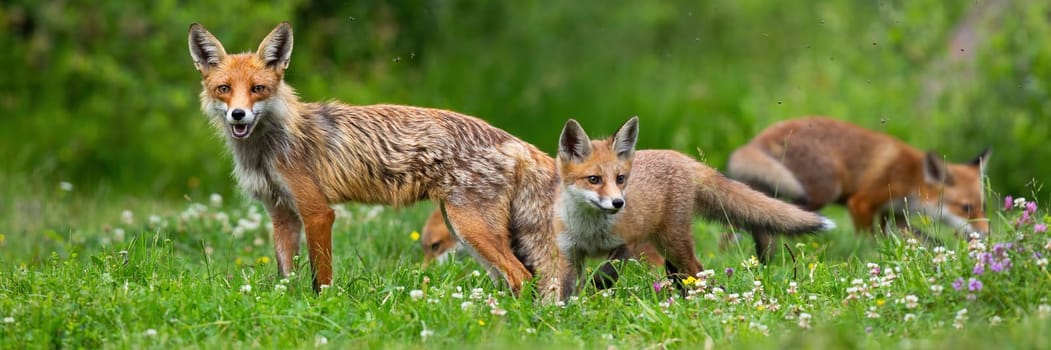 red fox, vulpes vulpes, family on a blooming green summer meadow facing camera. Juvenile mammal exploring their territory while being watched by their mother. Wholesome wildlife scenery.