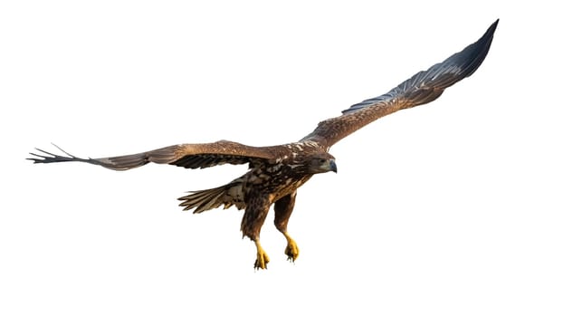 White-tailed eagle, haliaeetus albicilla, flying with open wings cut out on blank. Bird of prey in flight isolated on white background. Wild strength hunter hovering with copy space.