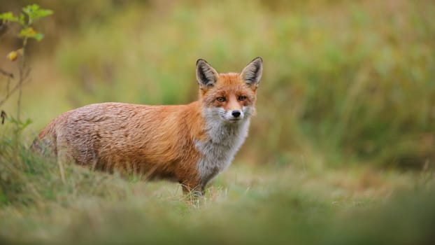 Red fox, vulpes vulpes, standing on grassland in autumn with copy space. Orange mammal looking to the camera on field. Predator watching on green pasture in fall.