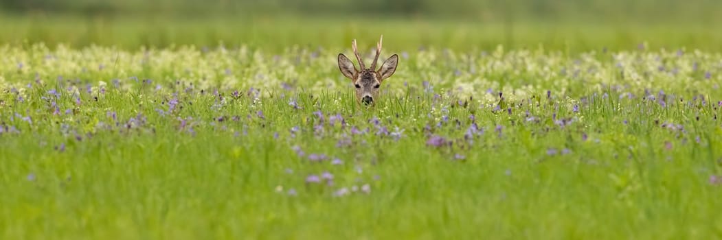 Roe deer, capreolus capreolus, sitting in wildflowers in summer with copy space. Antlered mammal lying on meadow with space for text. Roebuck looking to the camera on grassland.