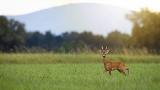 Roe deer, capreolus capreolus, walking on grassland in summer shining sun. Antlered mammal looking to the camera on meadow with copy space. Roebuck moving on pasture with hills in background.