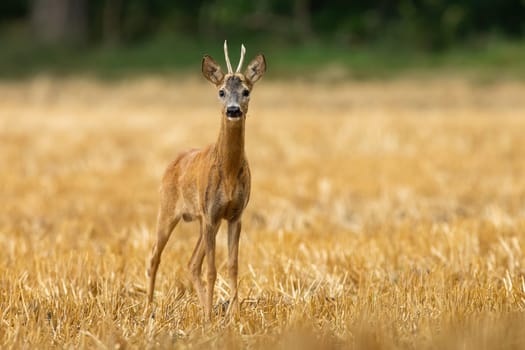 Roe deer, capreolus capreolus, looking to the camera on stubble with copy space. Roebuck standing on field from front. Antlered mammal watching on dry land with space for text.