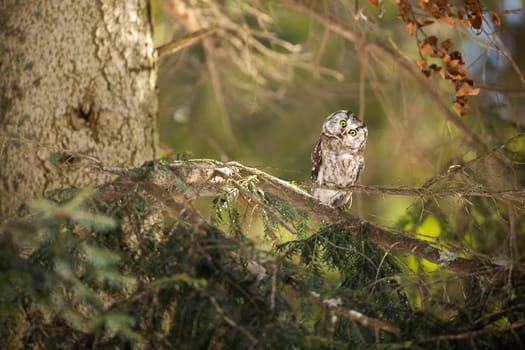 Curious boreal owl, aegolius funereus, sitting on a branch and looking into camera in forest. Eye contact with little wild bird with yellow beak and eyes. Animal wildlife in natural environment.