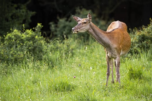 Interested red deer, cervus elaphus, looking on grassland in spring. Attented hind standing on green field with copy space. Female mammal observing on meadow.