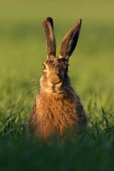 Brown hare, lepus europaeus, looking to the camera on grass from front. Bunny with long ears sitting on meadow in sunlight. Wild rabbit staring on pasture in vertical shot.