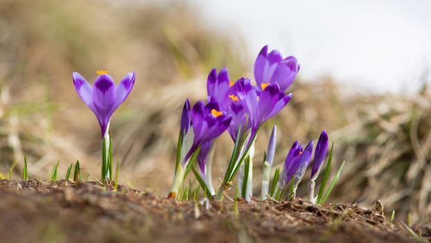 Many saffron growing from ground in summer in close up. Lots of purple flowers blooming on meadow in detail. Lilac plant on field.