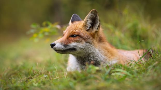 Tranquil red fox, vulpes vulpes, lying in grass in summer in close-up. Calm orange predator resting in grassland in detail. Portrait of still mammal looking on meadow.