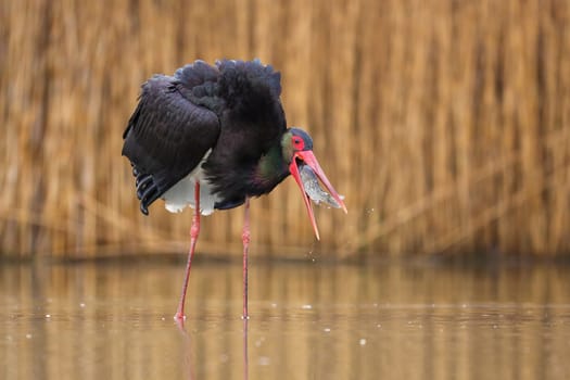 Black stork, ciconia nigra, fishing in wetland in springtime nature. Dark bird with long legs and beak hunting in water. Wading predator eating fish in swamp.