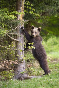 Young brown bear, ursus arctos, leaning on tree in vertical shot in summer. Juvenile predator standing upright in forest. Immature wild mammal touhing wood.