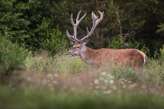 Red deer, cervus elaphus, standing on vivid meadow in summer nature. Wild mammal with big antlers looking on growing field. Stag watching on glade from side.