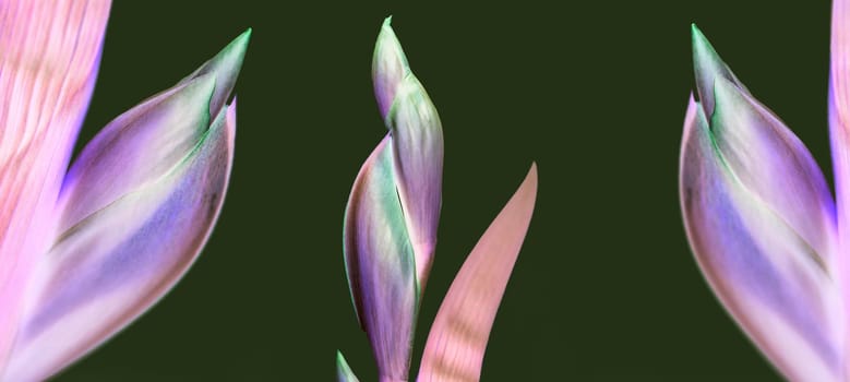 Purple amaryllidaceae flowers on bright white backround banner panorama. Clean flower macro