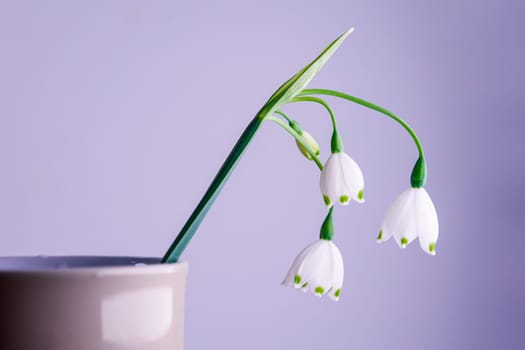 3 fresh white spring flowers on blurred backround colorful