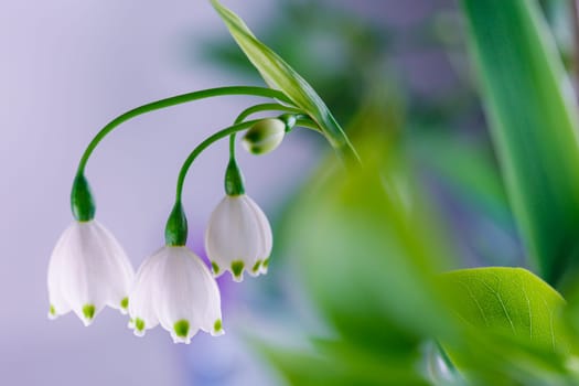 3 fresh white spring flowers on blurred backround colorful