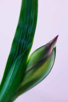 Fresh amaryllidaceae flowers on bright white backround banner panorama. Clean flower macro