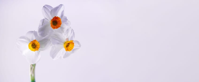 3 fresh crocus flowers on bright white backround banner