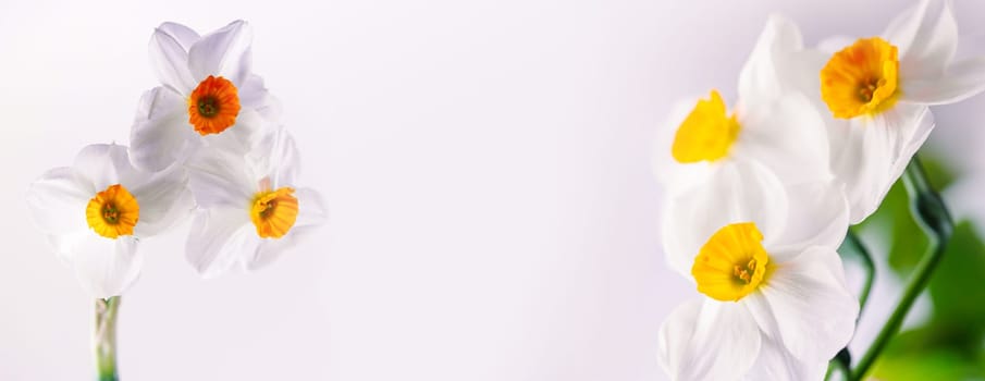 Fresh spring flowers on bright white backround banner panorama