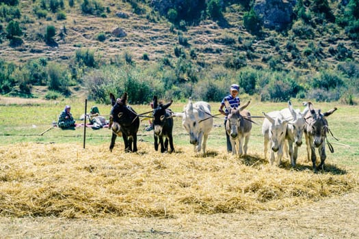 August 27, 2016, A boy guides donkeys walking on spread hay  near Lake Iskanderkul in Tajikistan