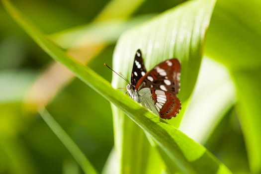 White Admiral butterfly (limenitis arthemis) on a green leaf with copy space. CloseUp.