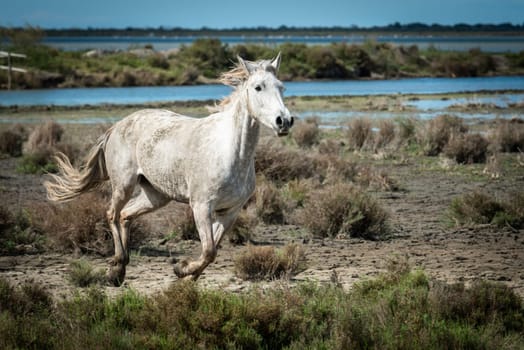 Camargue, France, April 27 2019 : White horses and two guardians are walking in the water all over in the swamp in Camargue, France.