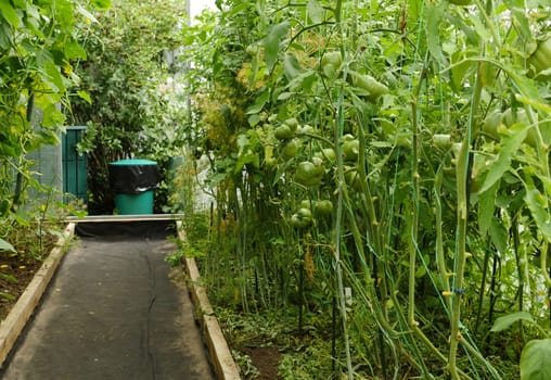 inside the greenhouse beds with bushes of cucumbers and tomatoes with hanging green fruits