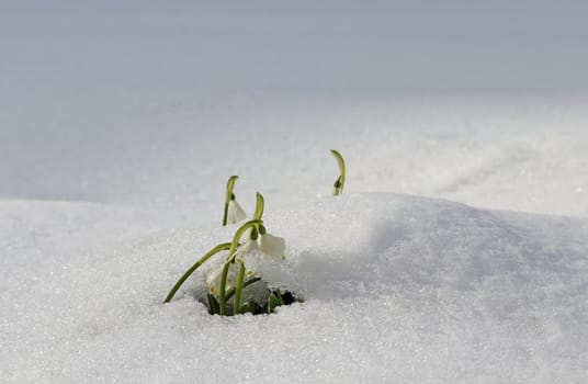 Snowfall in spring. Marigold in the meadow under cold snow