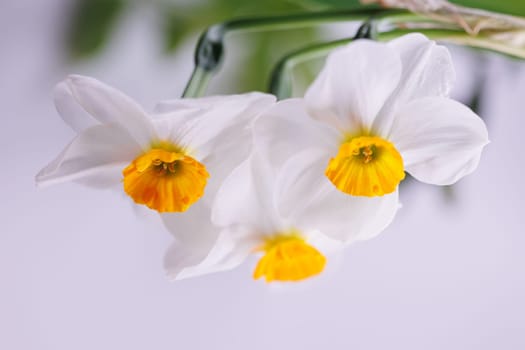 3 white Amaryllidaceae flower in closeup macro