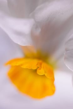 Fresh Amaryllidaceae flower in closeup macro