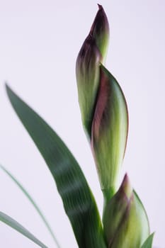 Iris flower part in closeup macro on white clean backround