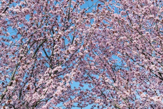 Spring Pink Cherry Blossoms with Blue Sky Background.