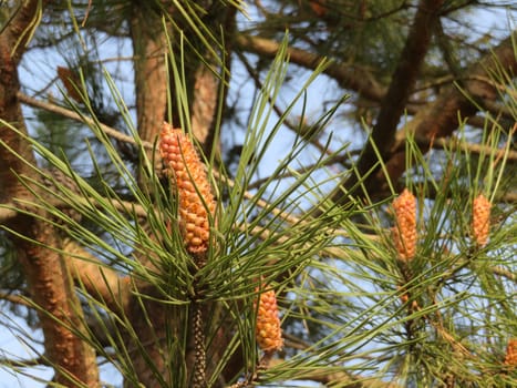 natural pine wood large resin pineapples fruit wood branches