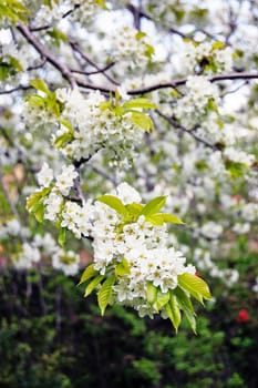Blooming cherry tree in the garden