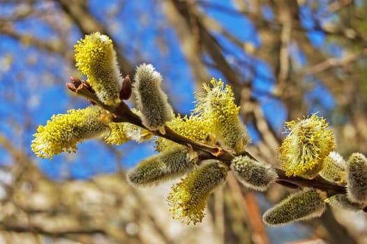 Pussy Willow at Spring