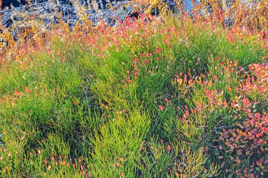 Plants in Tatra Mountains, Slovakia