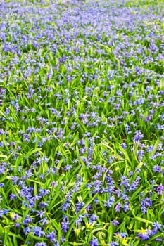 Field of flowers
