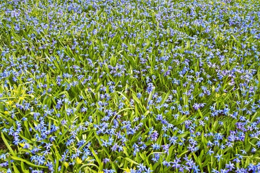 Field of flowers