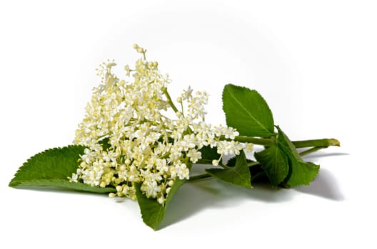 Elder